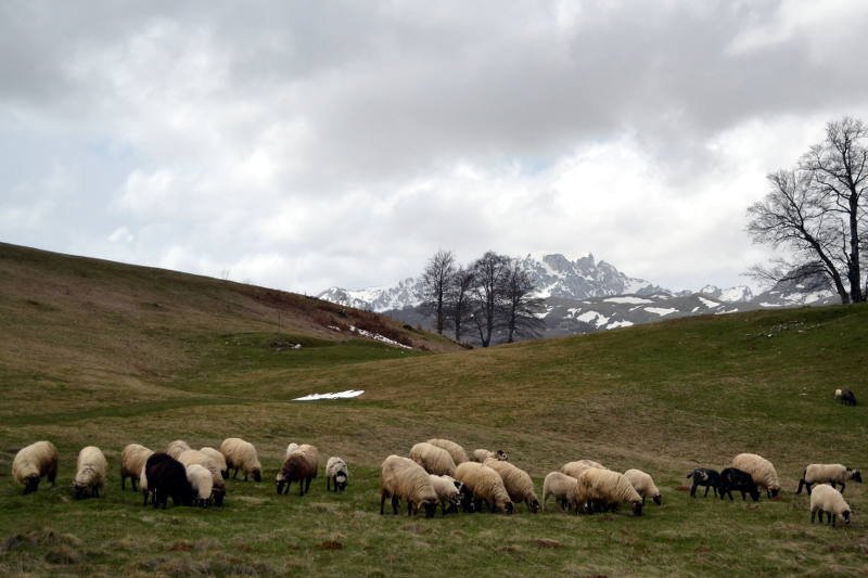 Avys su piemenimis iškeliauja į kalnus visam sezonui